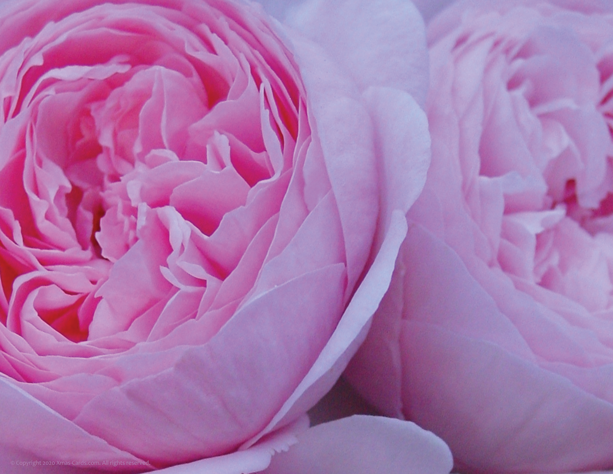 eCard_Photo Art_Amazing Pink v.1.00i_1250