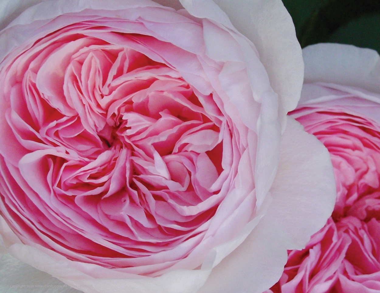 eCard_Photo Art_Pink Beauty v.1.00i_1250