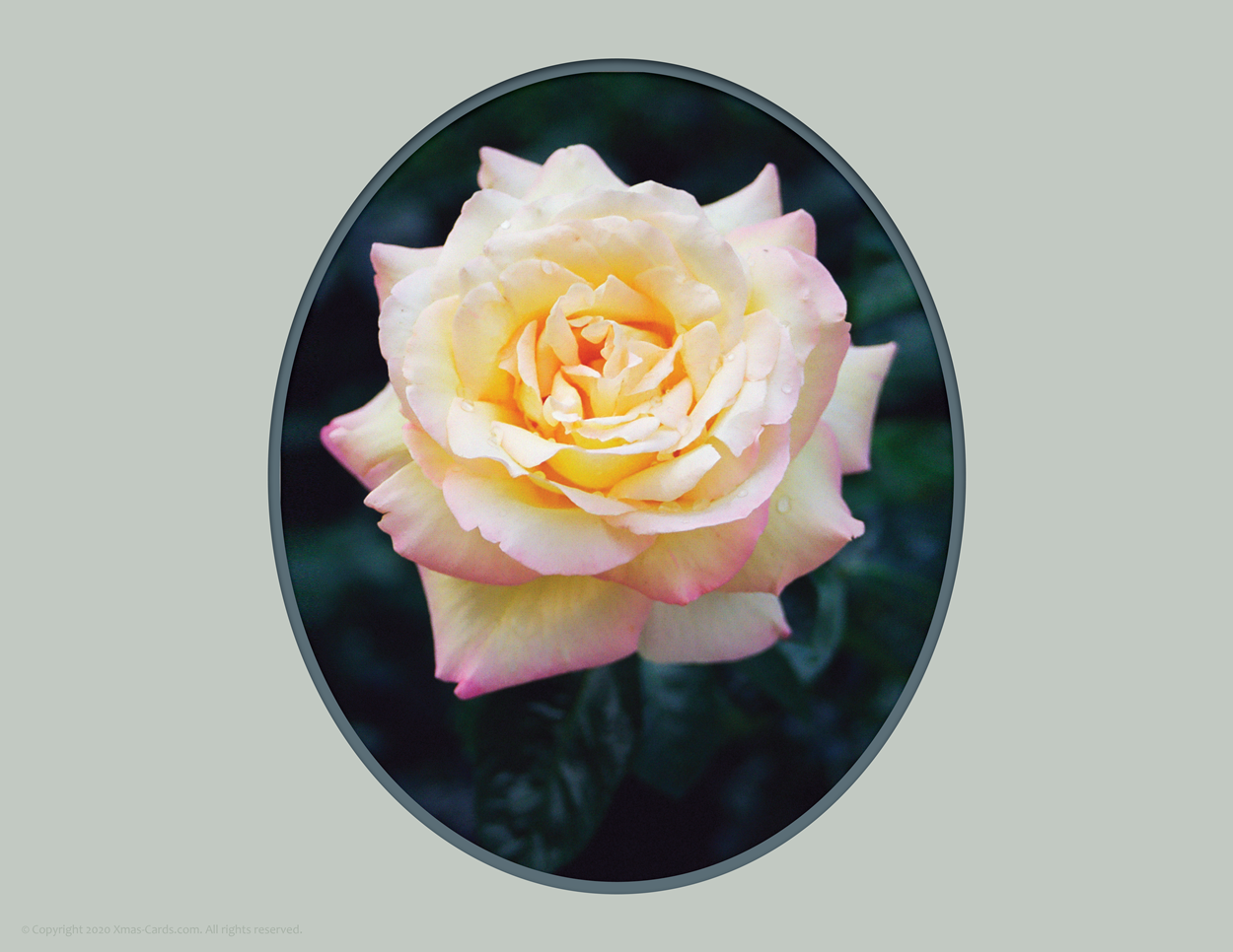 eCard_Photo Art_Rose Gloria Dei_green v.1.00i_1250