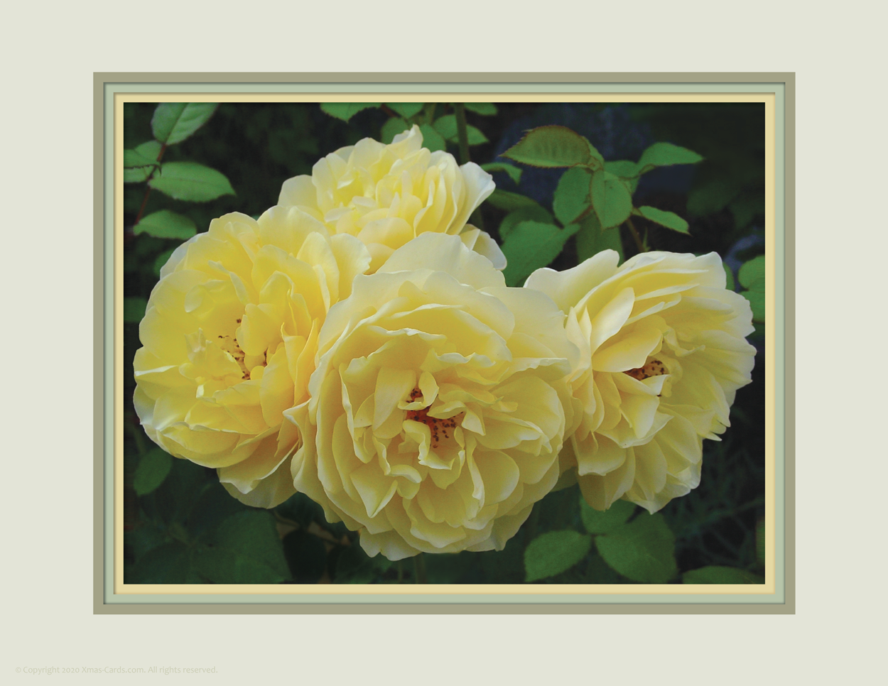 eCard_Photo Art_Rose Garden_yellow v.2.01i_1250